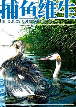 ����ά��